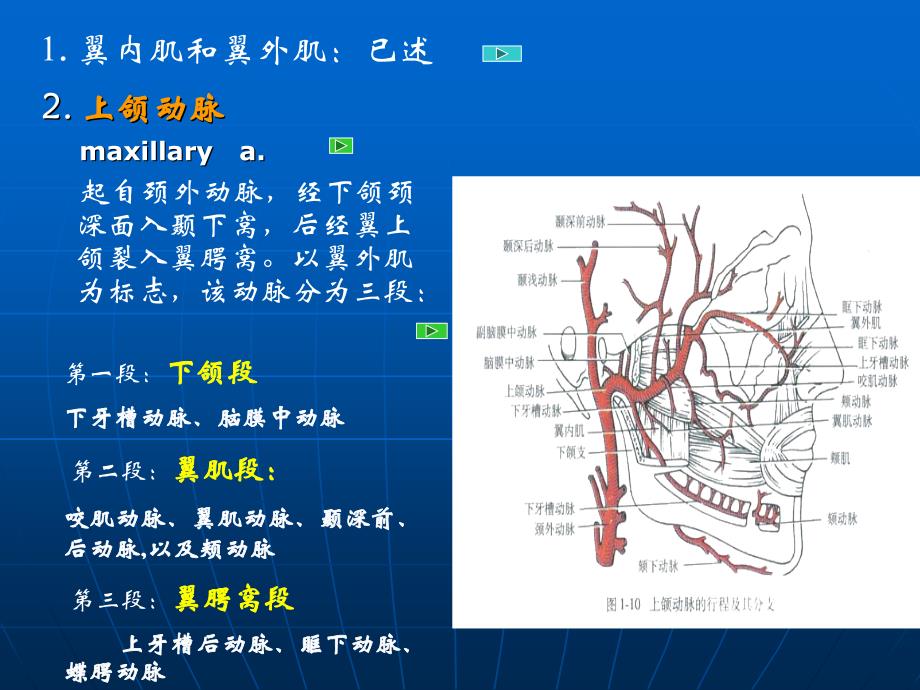 面侧深区应用解剖学教案