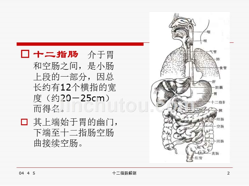 十二指肠解剖课件