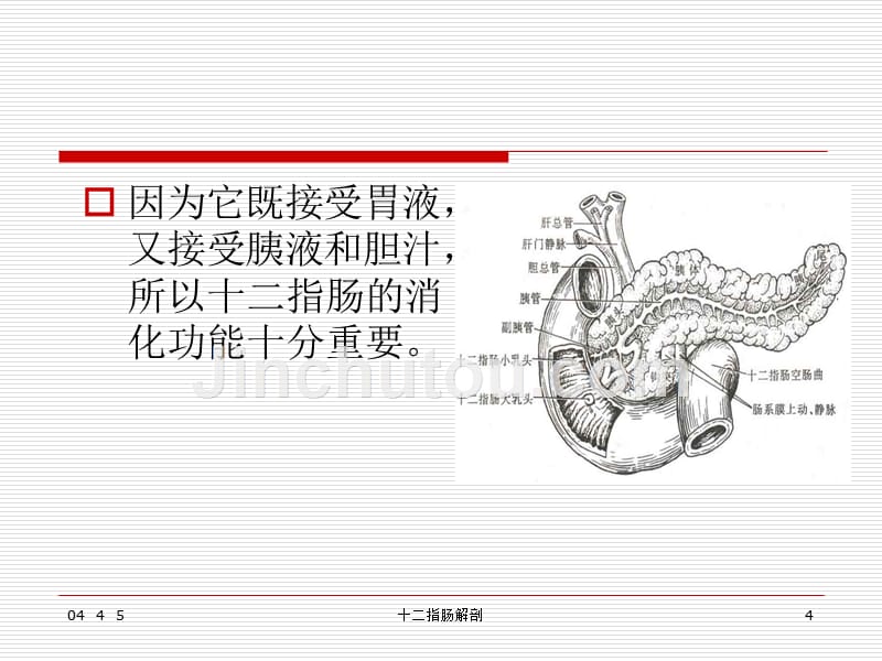 十二指肠解剖课件