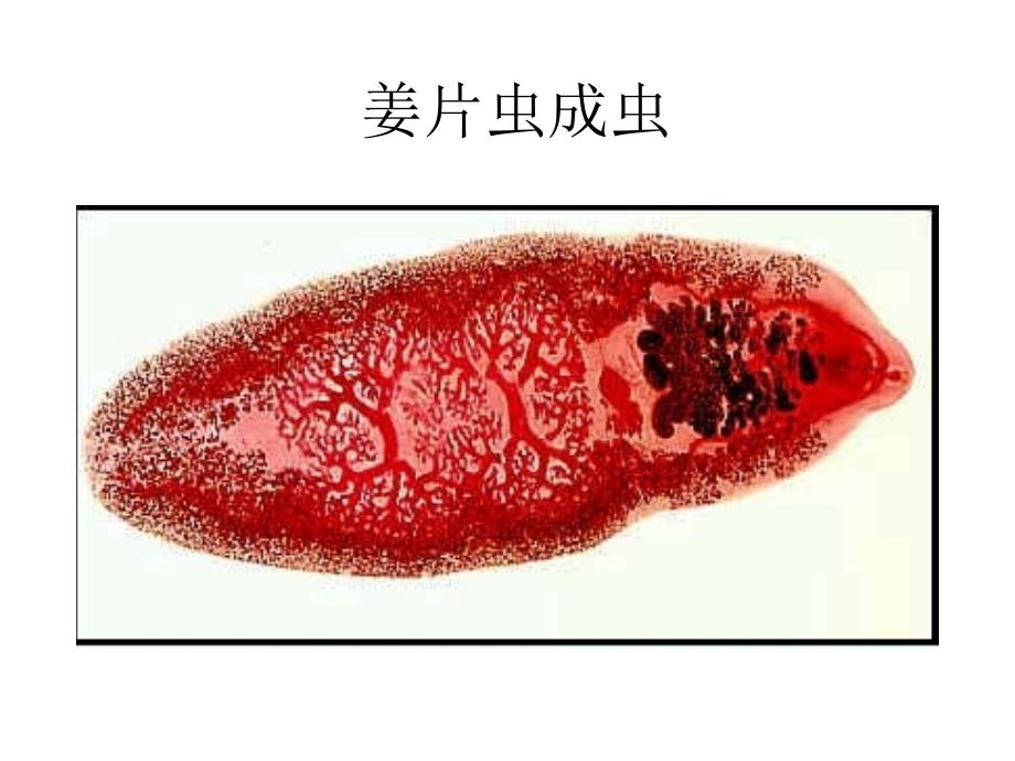 寄生虫试验3猪带绦虫牛带绦虫姜片虫及其他膜壳绦虫精品课件