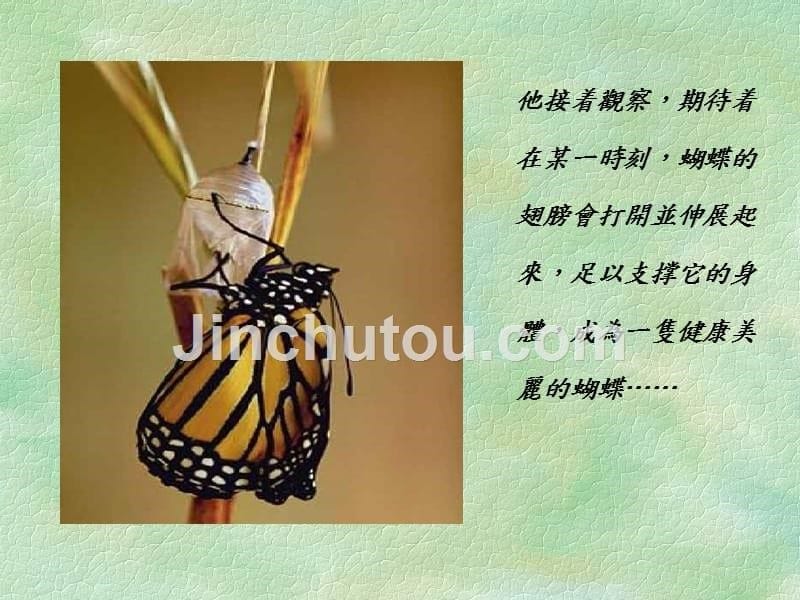 蝴蝶破茧的启示