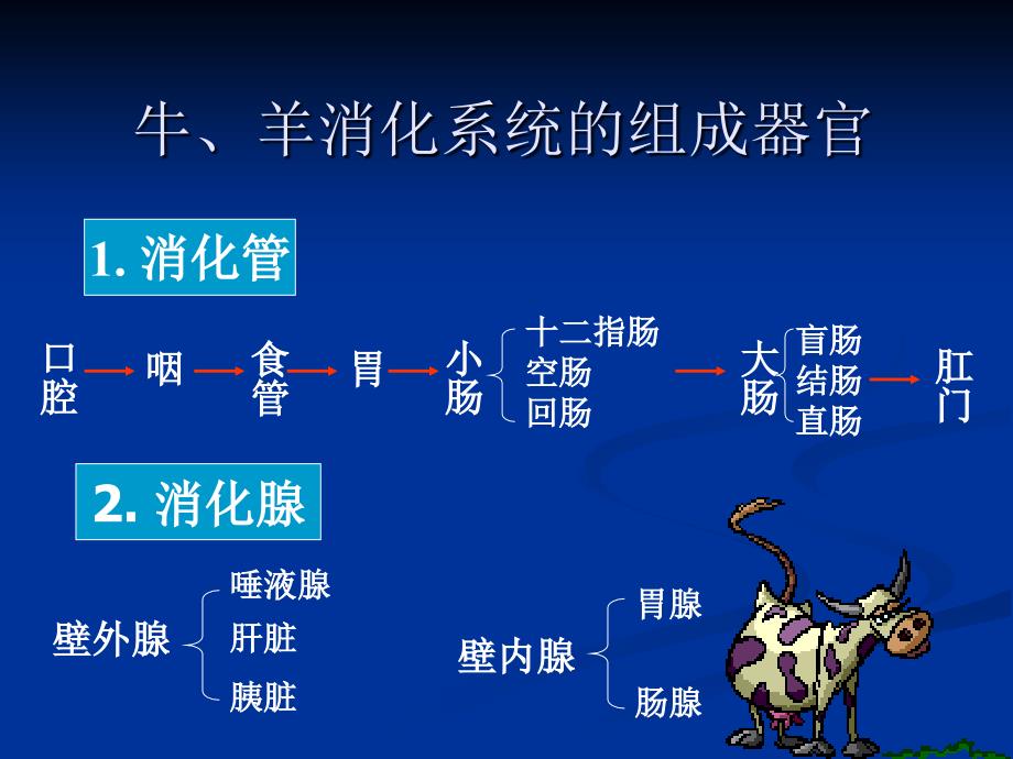 牛羊消化器官的构造