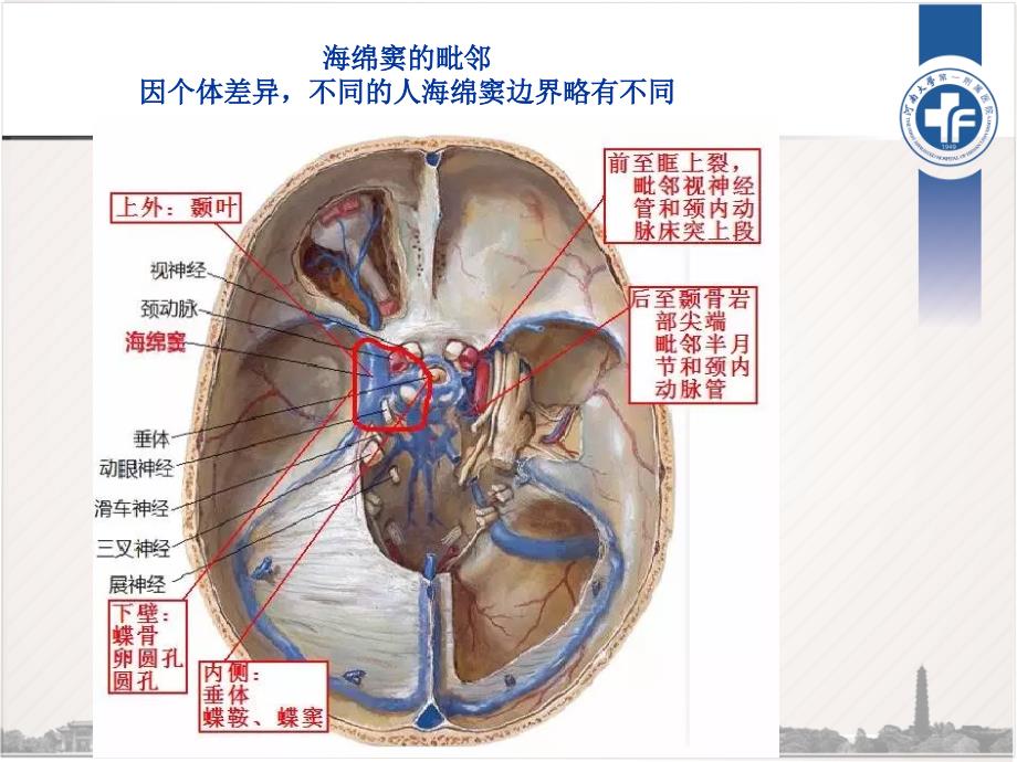 海绵窦区解剖