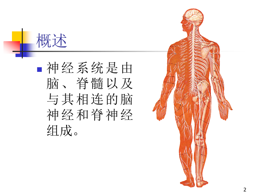 人體解剖學周圍神經系統