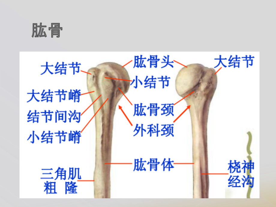 肱骨近端骨折neer分型图片