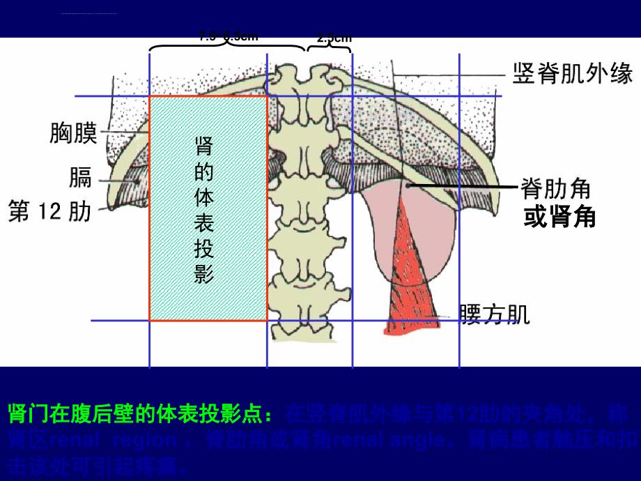 腹膜後隙福建醫科大學基礎醫學院人體解剖學與組織胚胎學系ppt培訓