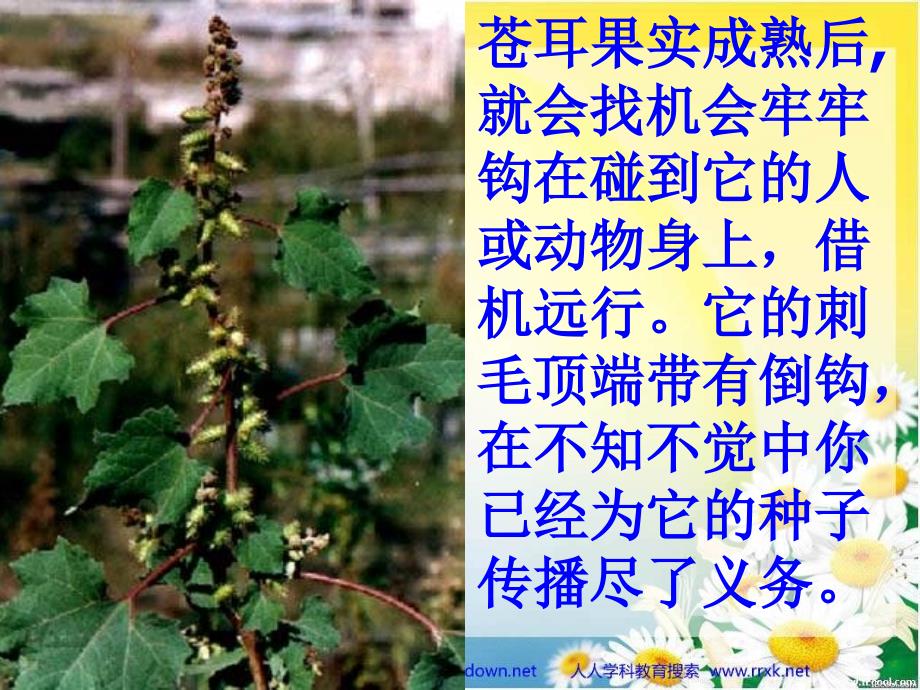 植物是如何传播种子的(植物是如何传播种子的图片)