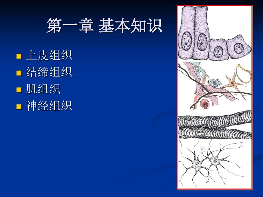 人體解剖學緒論第一章基本組織上皮組織結締組織