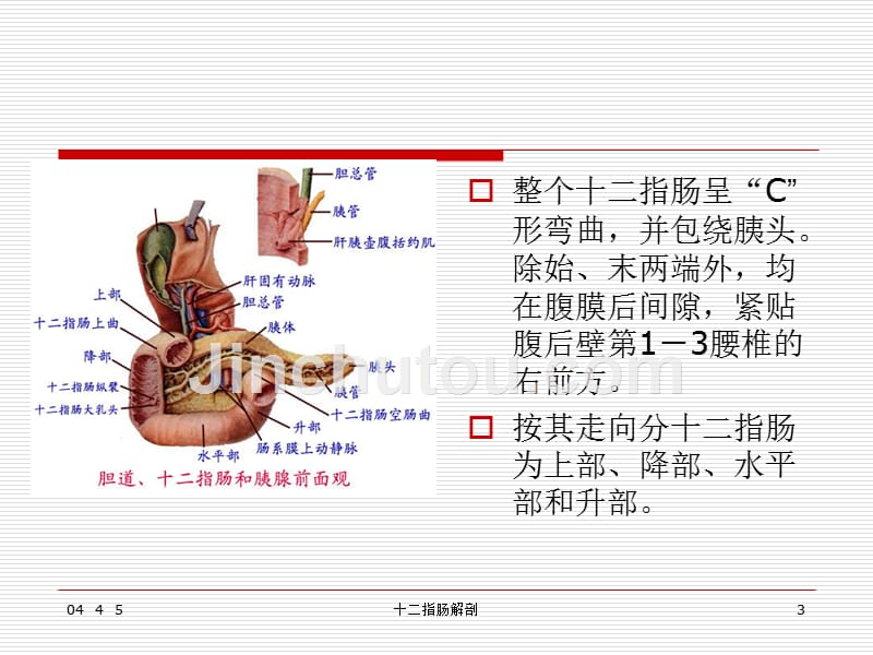 十二指肠解剖课件