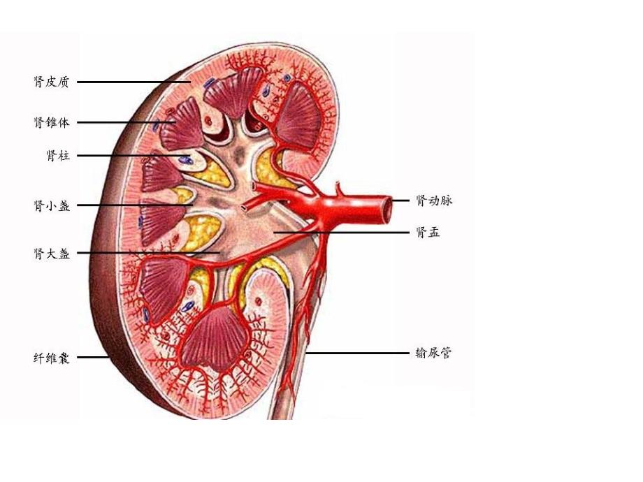 肾皮质及肾周脓肿图文课件