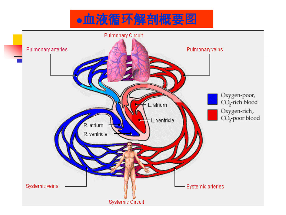 農學中國藥科大學人體解剖生理學課件第六章血液循環