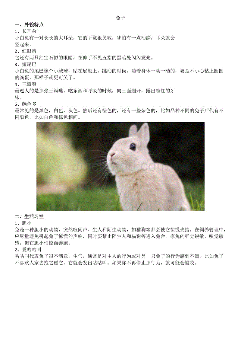 兔子的详细资料图片