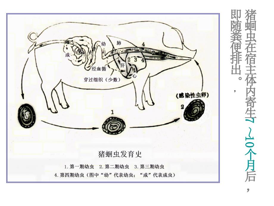 猪蛔虫 结构图图片