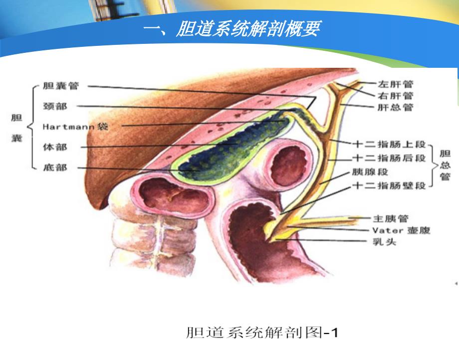 肝外胆管解剖图图片