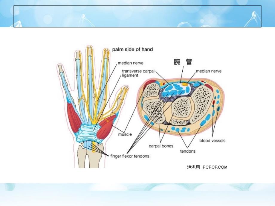 腕管结构图图片