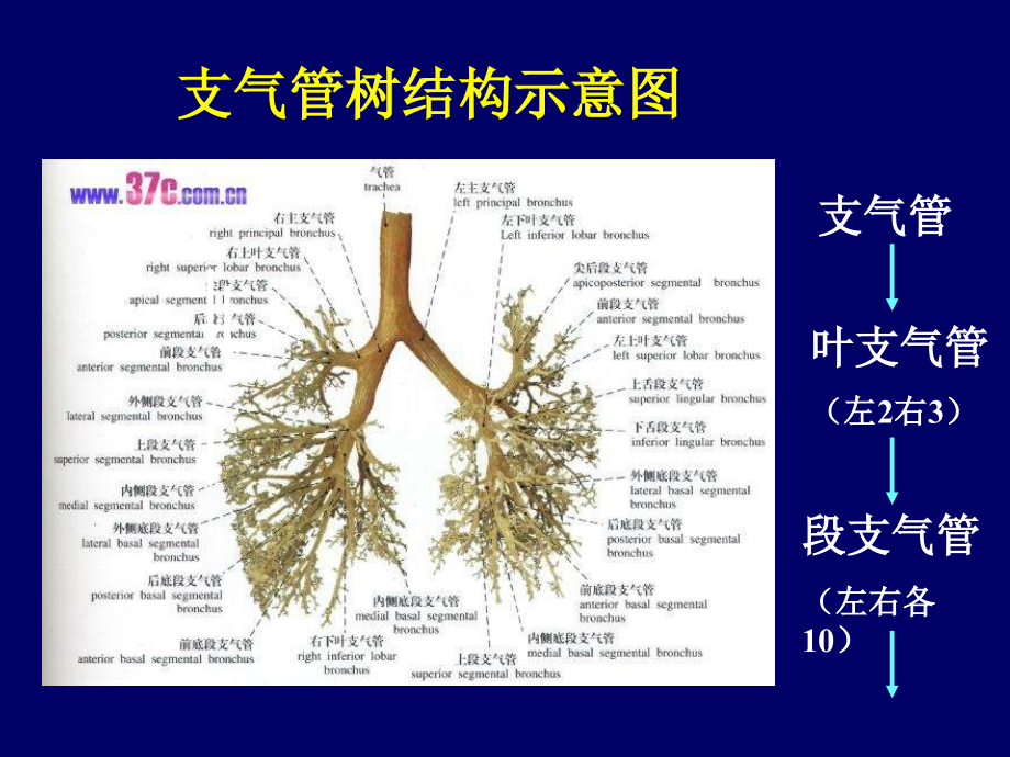 气管支气管树图谱图片