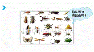 【部编版】三年级下语文《4 昆虫备忘录》优质公开课课件