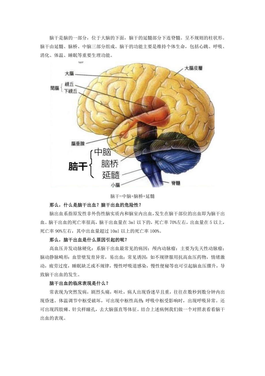 脑干作用图片