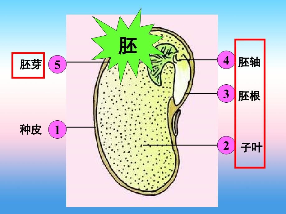 辽宁省20182019学年七年级生物新人教版上册课件321种子的萌发