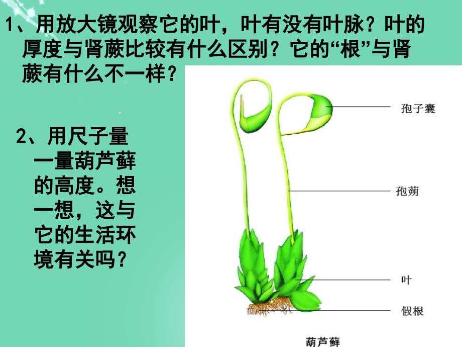 七年级生物上册第二单元第一章第一节绿色植物的主要类群观察葫芦藓