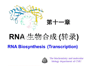 生物化学与分子生物学第十一章RNA生物合成 (转录)