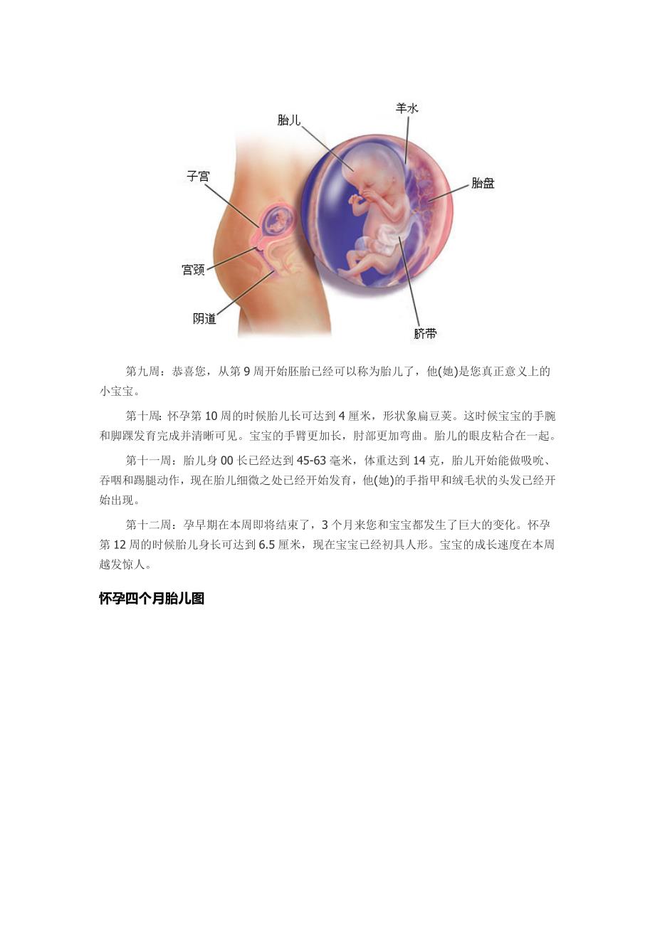 怀孕1~9个月胎儿发育过程图