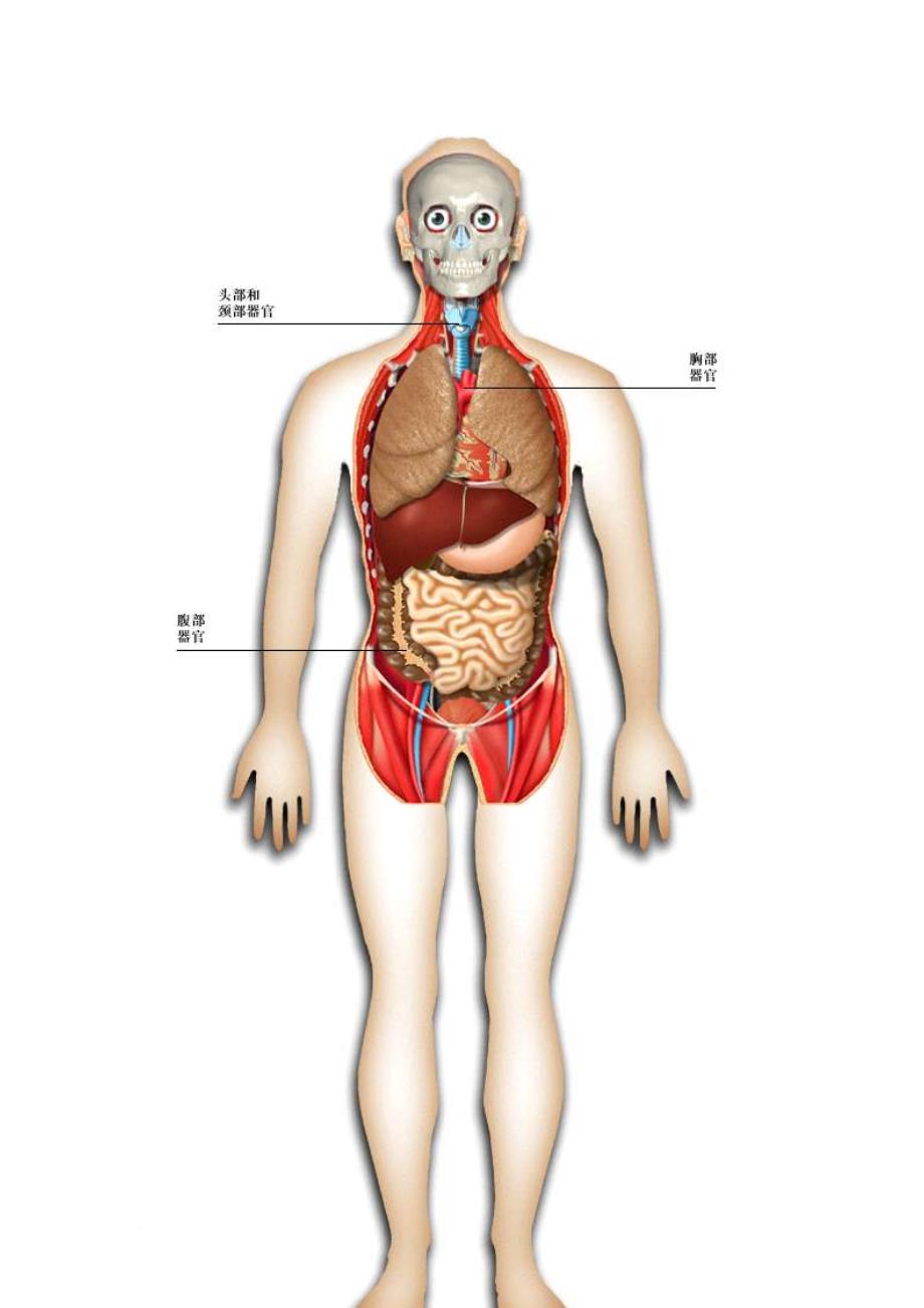 人身结构图内脏图片